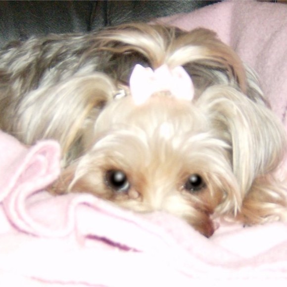 Meet your Posher, Jaeden - Picture 1 of 1